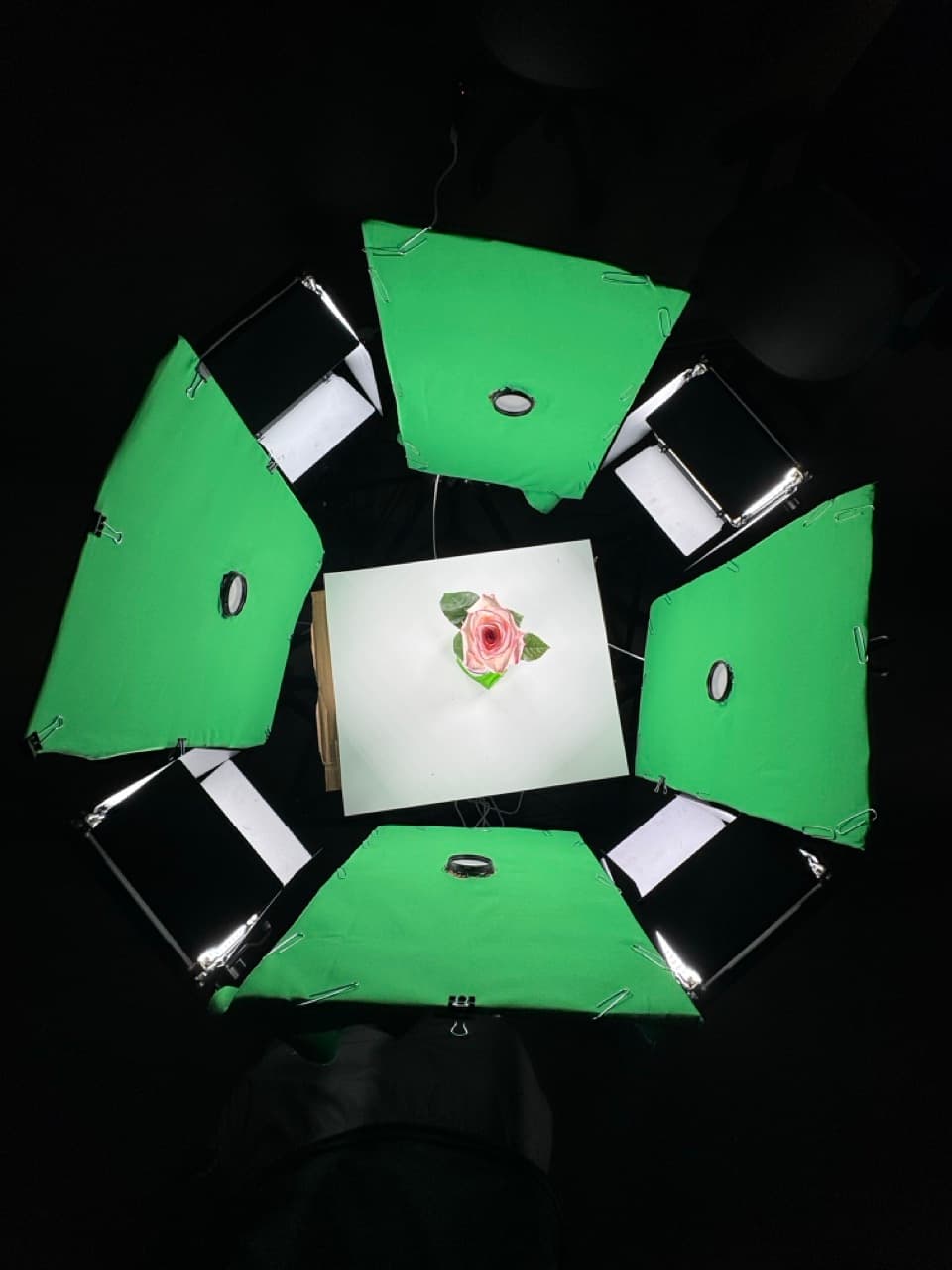 To Wilt - Multi-Camera Rose Decay Time-Lapse + MotionGLB cover